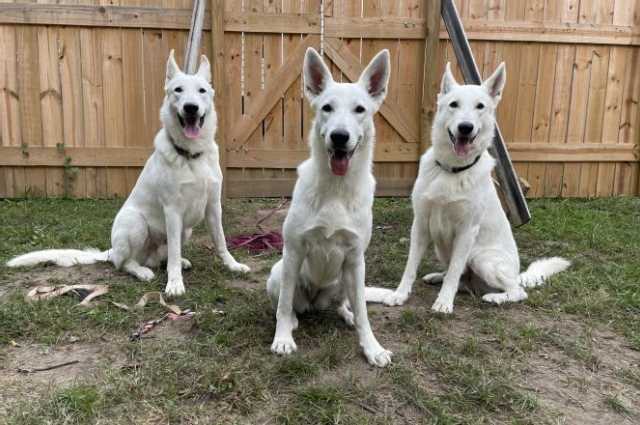 The Sunnyside Sisters Bed and Breakfast / Clarksville VA / World Animal Day - all animals count❤️❤️❤️