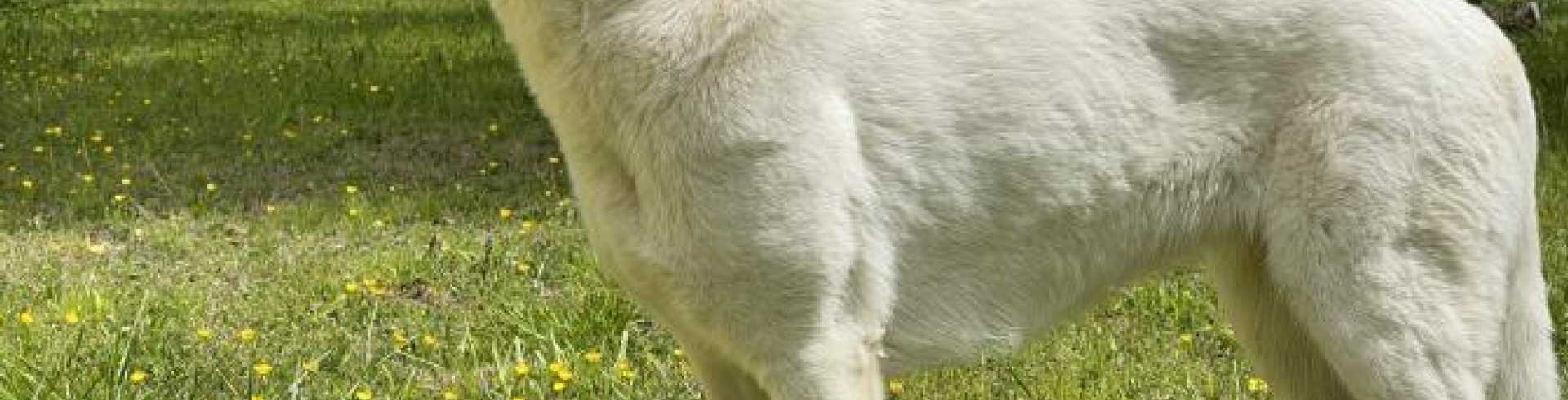 Sunnyside White Swiss Shepherds / Clarksville VA / Photo shoot!!!