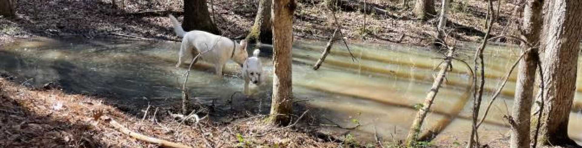 Sunnyside White Swiss Shepherds / Clarksville VA /