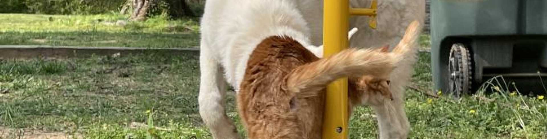 Sunnyside White Swiss Shepherds / Clarksville VA /