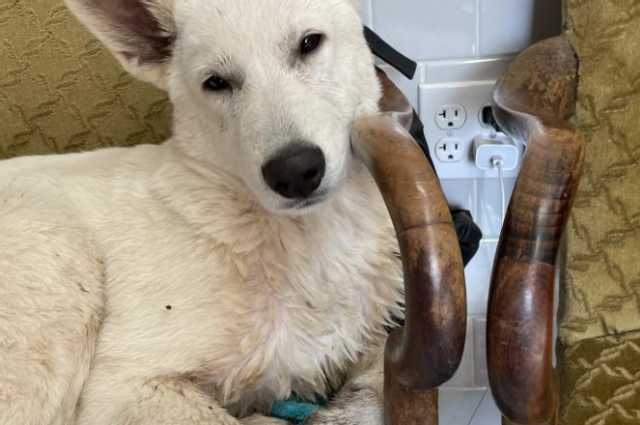 The Sunnyside Sisters Bed and Breakfast / Clarksville VA / Yak!