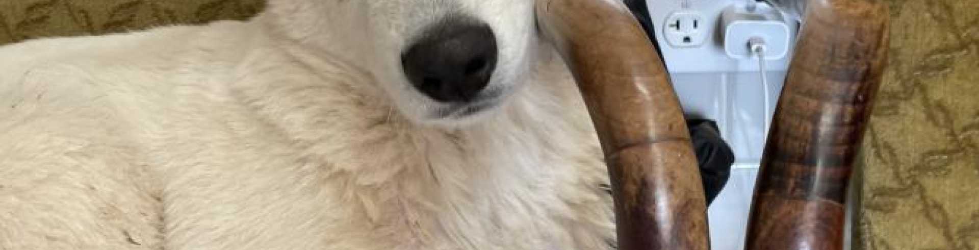 Sunnyside White Swiss Shepherds / Clarksville VA / Yak!