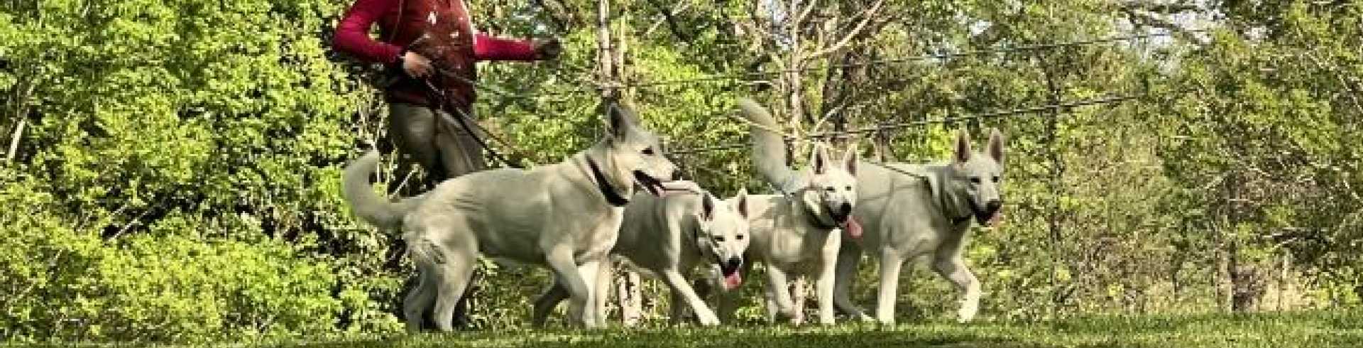 Sunnyside White Swiss Shepherds / Clarksville VA /