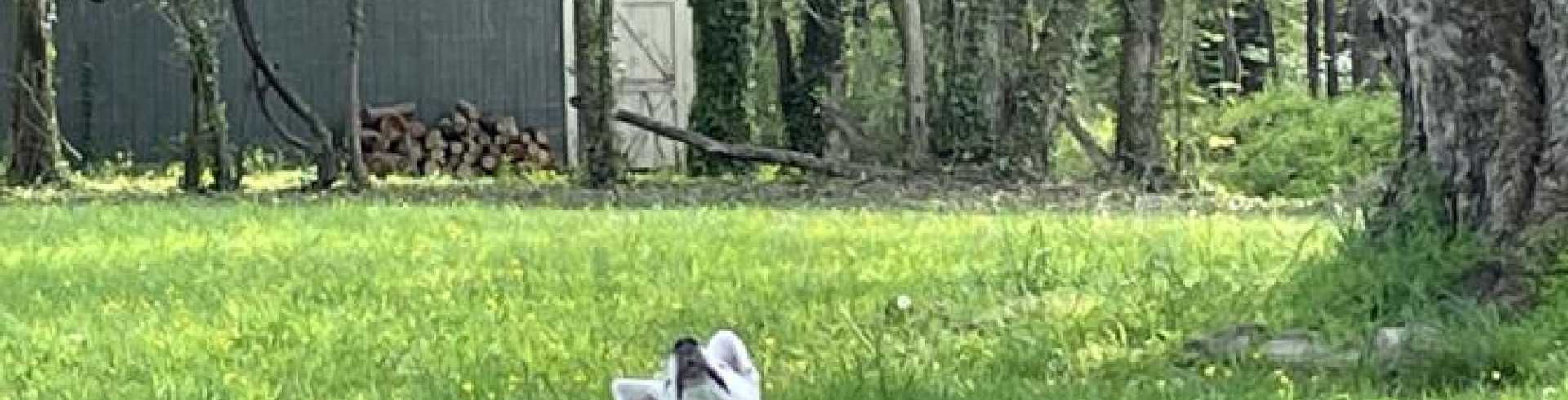 Sunnyside White Swiss Shepherds / Clarksville VA /