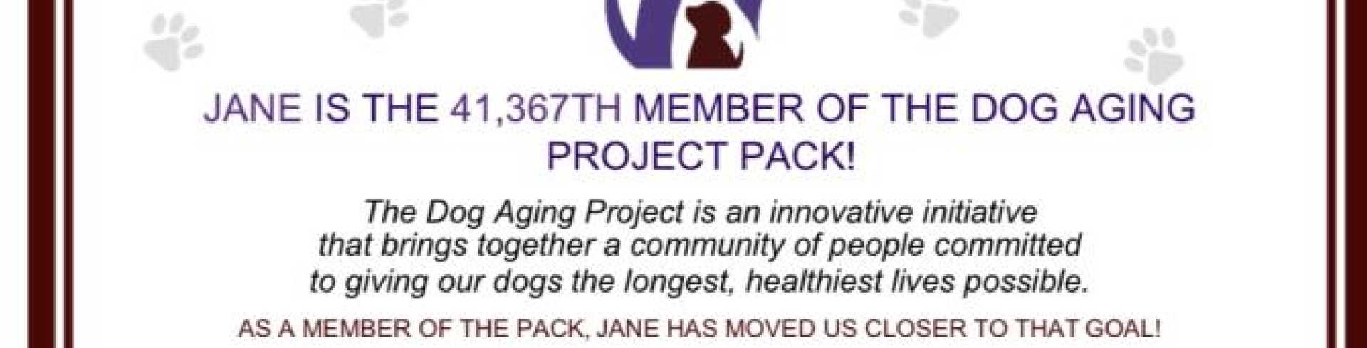 Sunnyside White Swiss Shepherds / Clarksville VA / Jane member of the Dog Aging Project