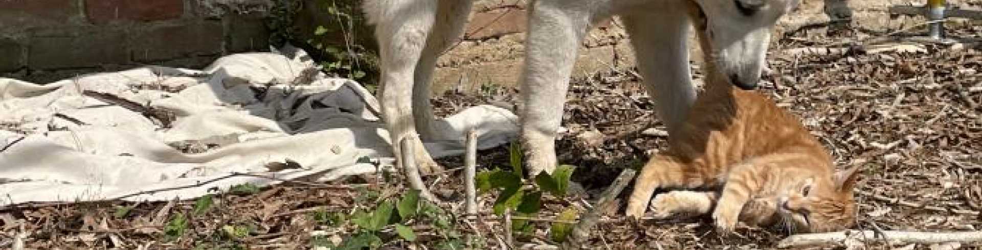 Sunnyside White Swiss Shepherds / Clarksville VA /