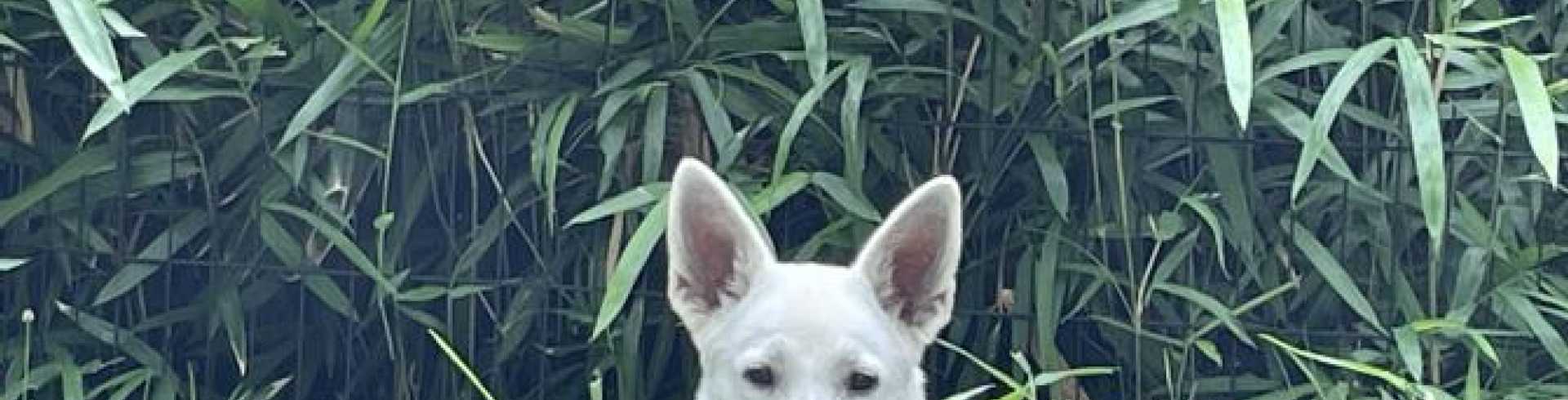 Sunnyside White Swiss Shepherds / Clarksville VA /