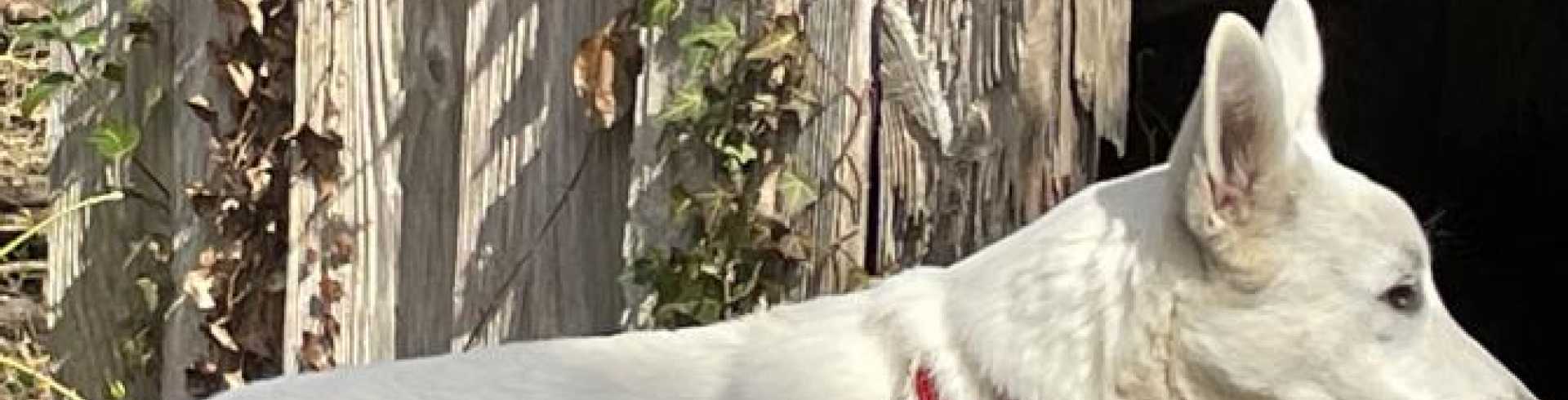 Sunnyside White Swiss Shepherds / Clarksville VA /