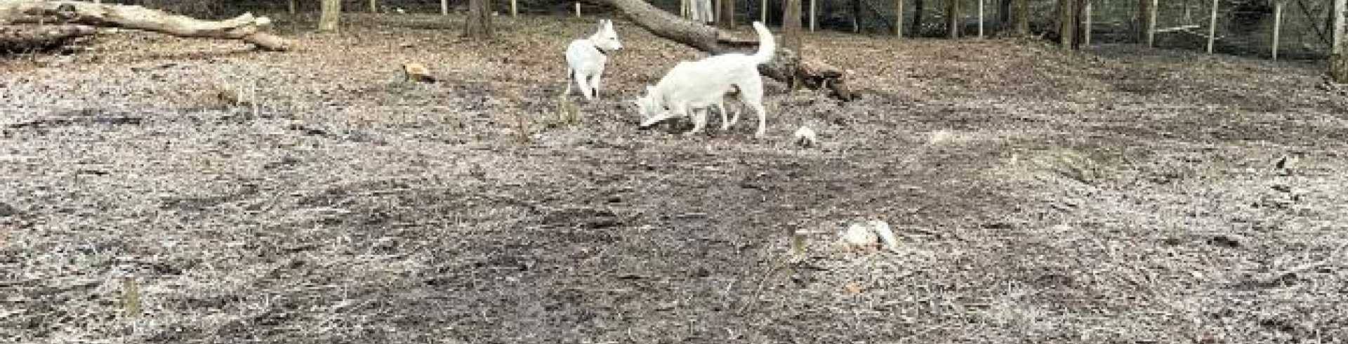 Sunnyside White Swiss Shepherds / Clarksville VA / Spring is around the corner