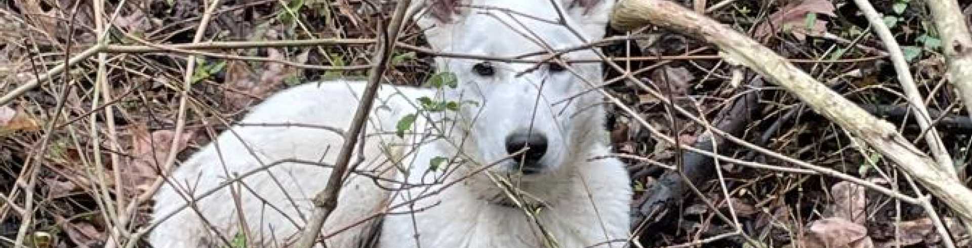 Sunnyside White Swiss Shepherds / Clarksville VA /
