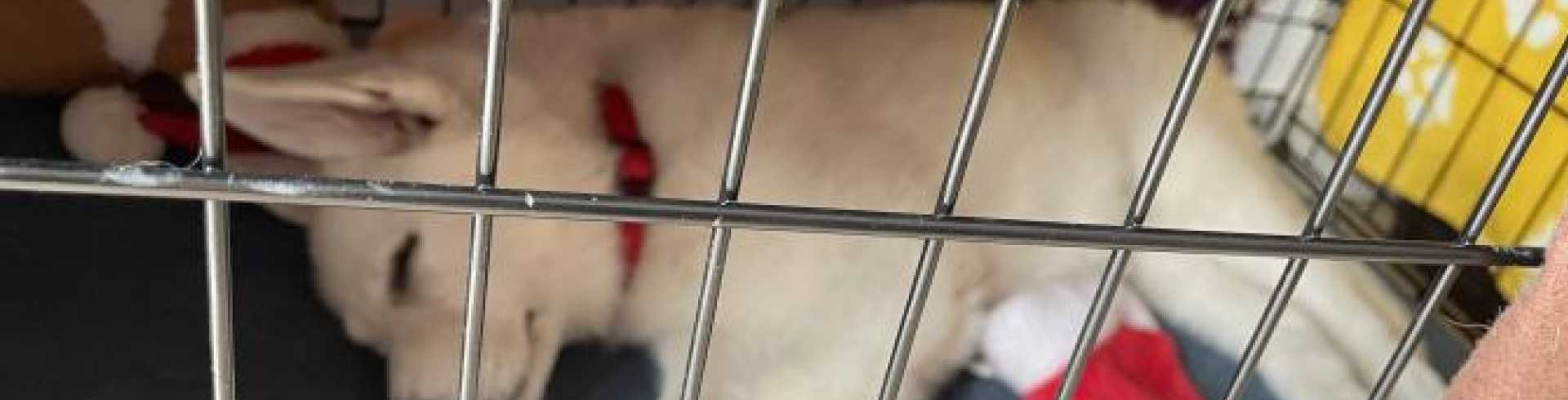 Sunnyside White Swiss Shepherds / Clarksville VA /