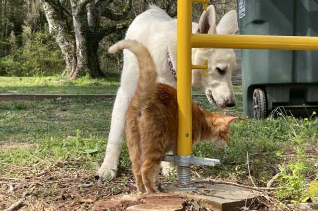 The Sunnyside Sisters Bed and Breakfast / Clarksville VA / Cats and dogs