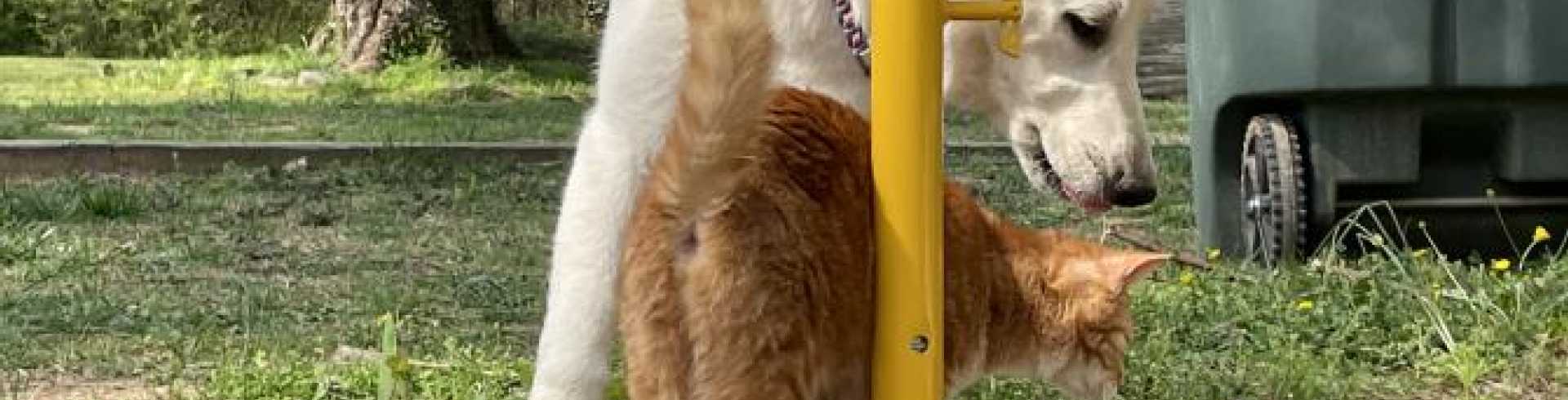 Sunnyside White Swiss Shepherds / Clarksville VA / Cats and dogs