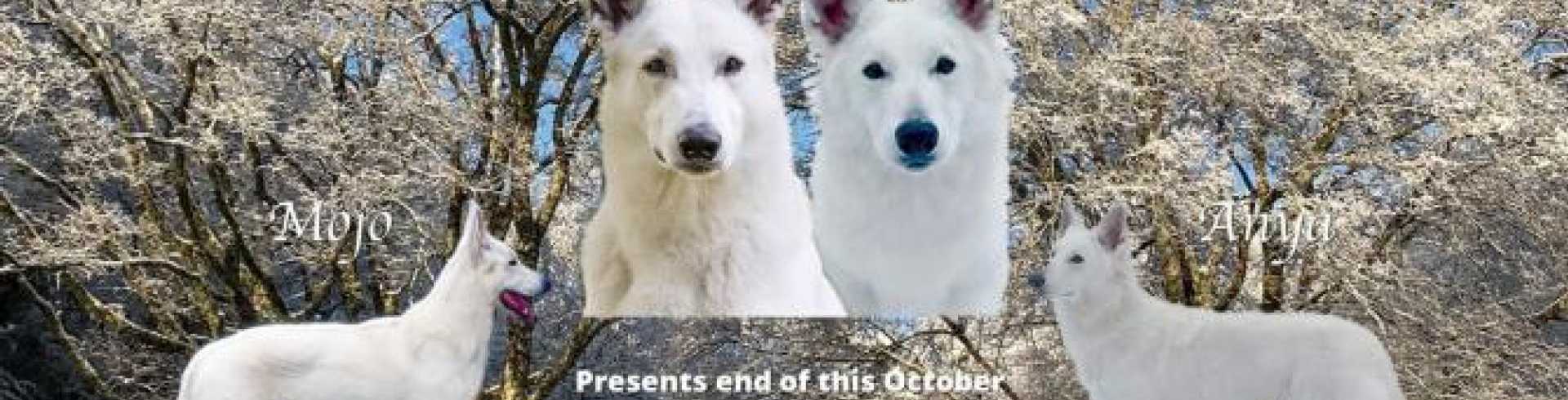 Sunnyside White Swiss Shepherds / Clarksville VA / Pregnancy confirmed!