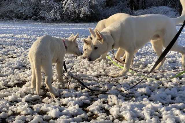 The Sunnyside Sisters Bed and Breakfast / Clarksville VA / Doggies in the snow!