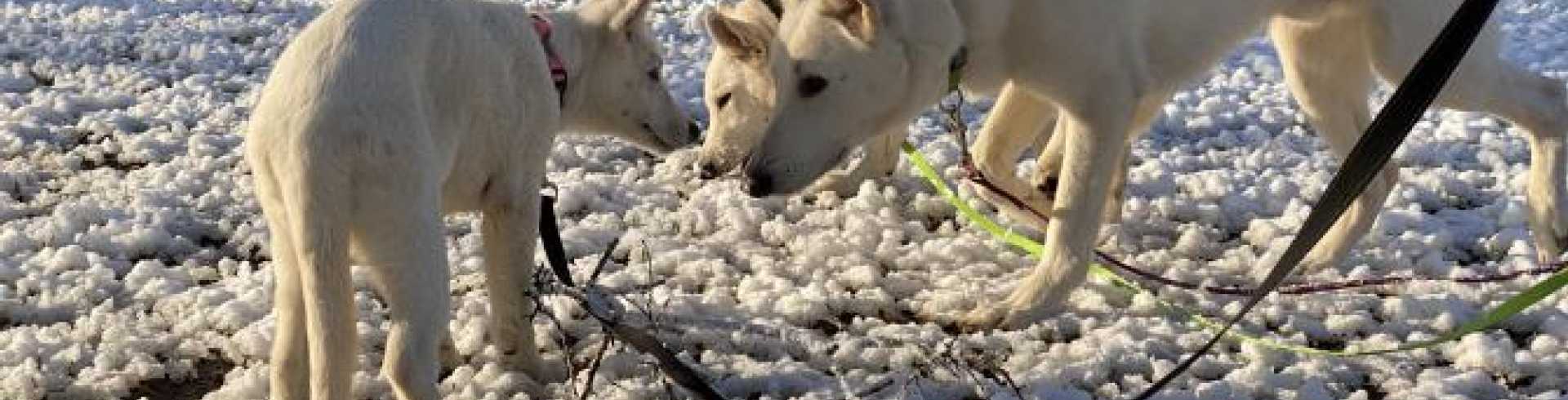 Sunnyside White Swiss Shepherds / Clarksville VA / Doggies in the snow!