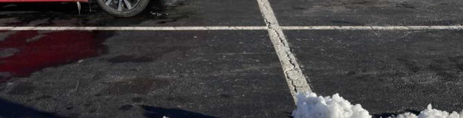 Sunnyside White Swiss Shepherds / Clarksville VA / January 23rd, 2022