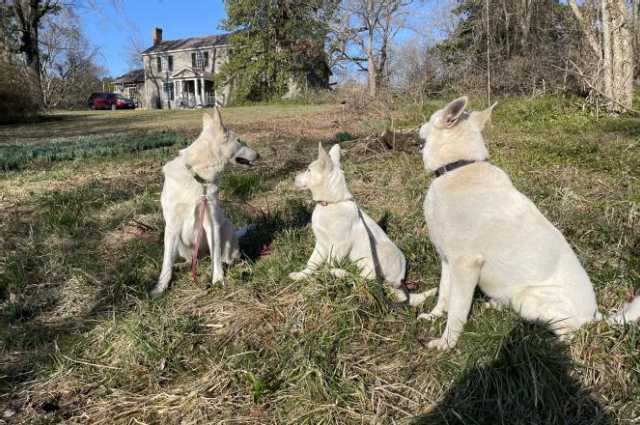 The Sunnyside Sisters Bed and Breakfast / Clarksville VA / I love my beautiful white shepherd flock