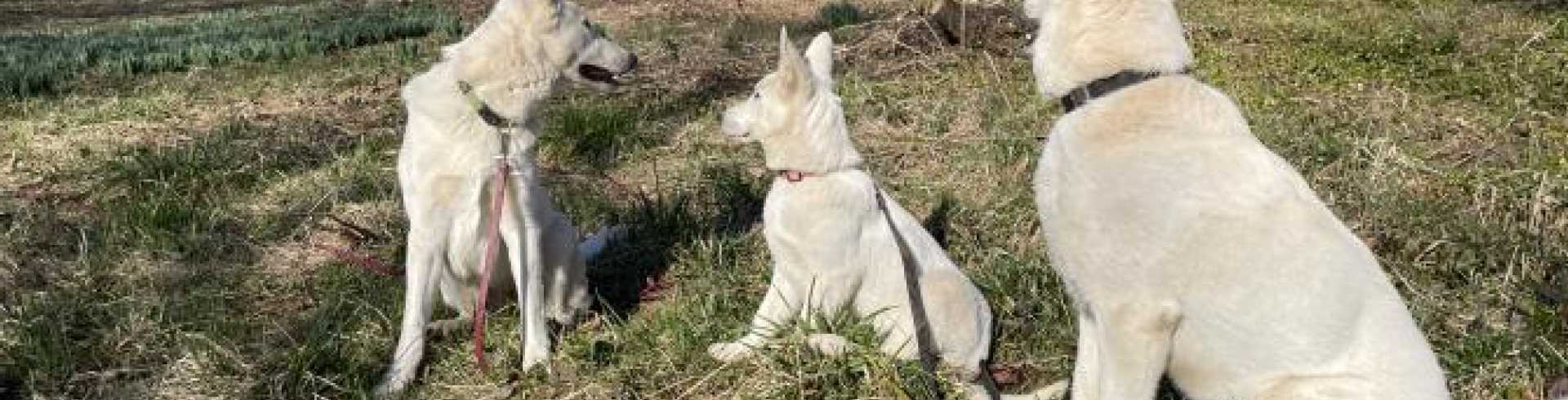 Sunnyside White Swiss Shepherds / Clarksville VA / I love my beautiful white shepherd flock