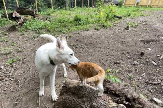 The Sunnyside Sisters Bed and Breakfast / Clarksville VA / Playtime
