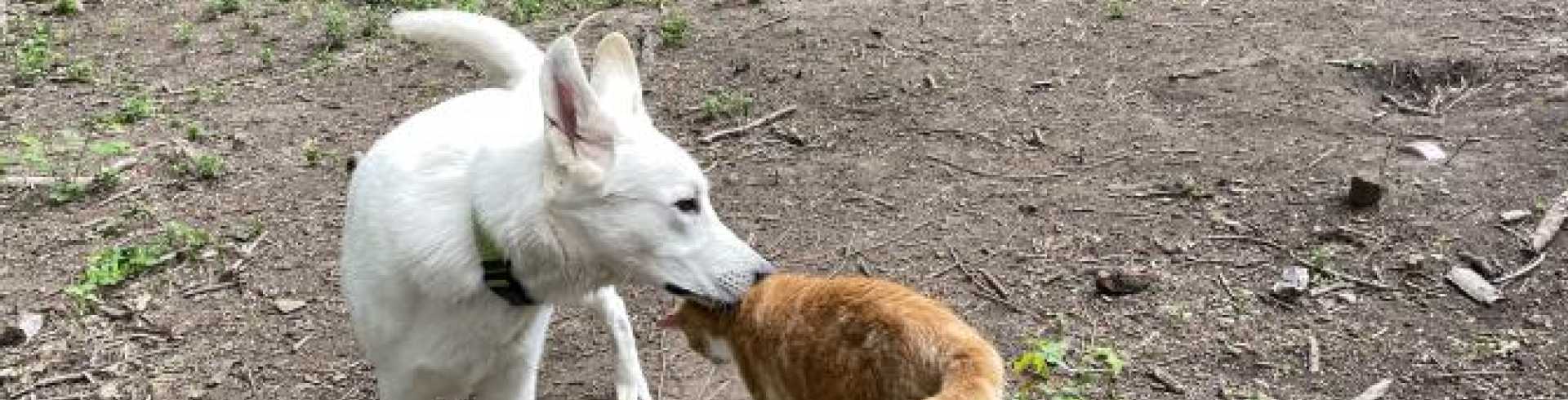 Sunnyside White Swiss Shepherds / Clarksville VA / Playtime