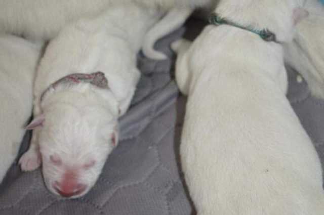 The Sunnyside Sisters Bed and Breakfast / Clarksville VA / Puppies!!!