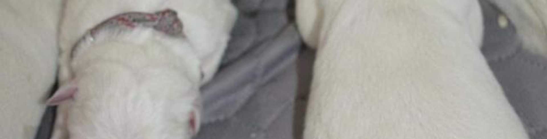 Sunnyside White Swiss Shepherds / Clarksville VA / Puppies!!!