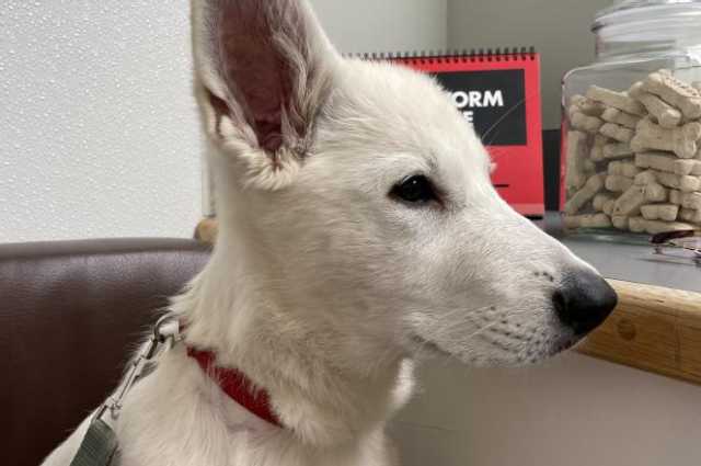 The Sunnyside Sisters Bed and Breakfast / Clarksville VA / Vet visit Jane