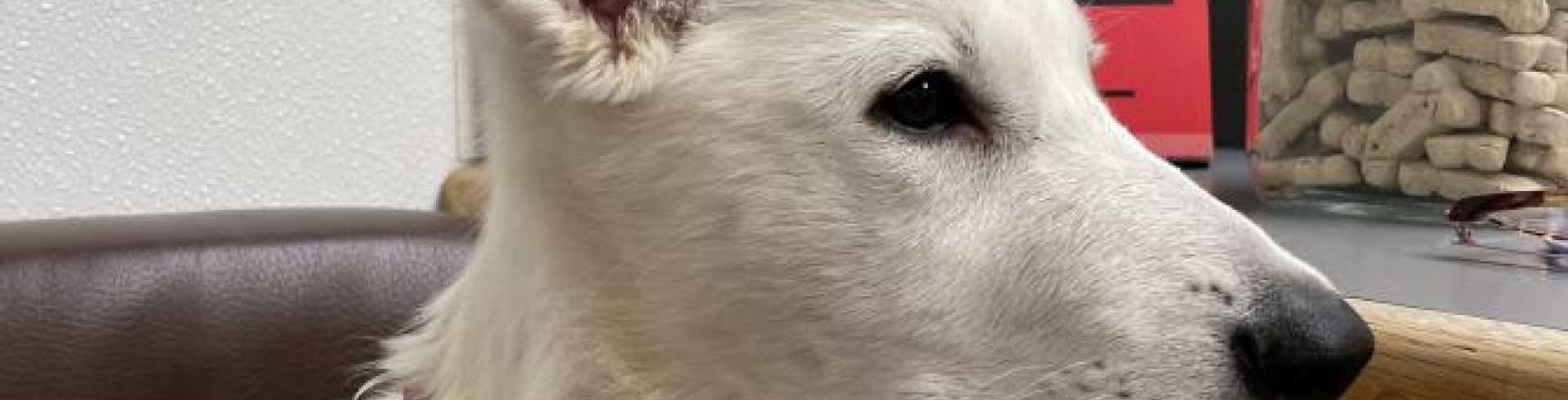 Sunnyside White Swiss Shepherds / Clarksville VA / Vet visit Jane