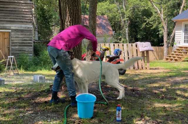 The Sunnyside Sisters Bed and Breakfast / Clarksville VA / Washing time!!!