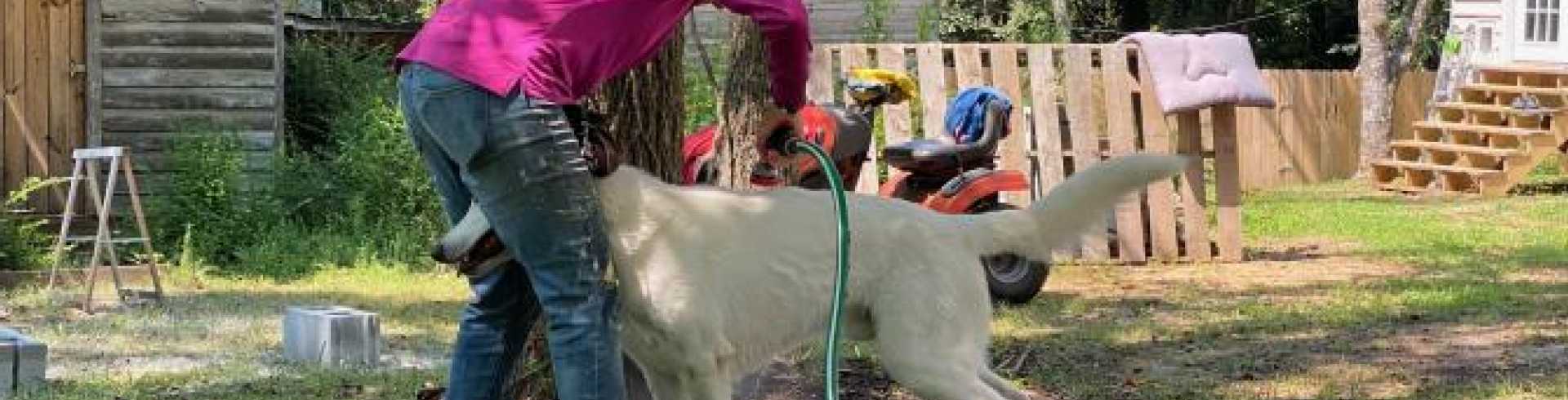 Sunnyside White Swiss Shepherds / Clarksville VA / Washing time!!!