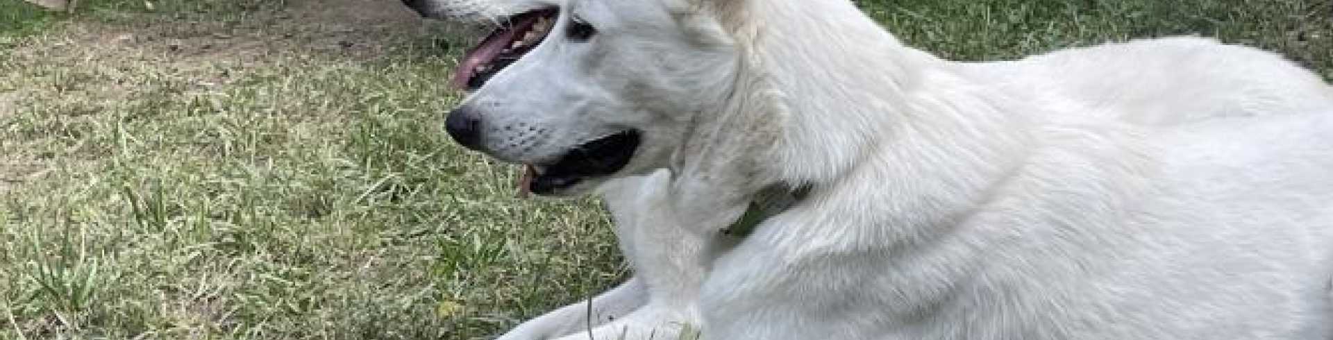 Sunnyside White Swiss Shepherds / Clarksville VA / Happy Birthday Mijne