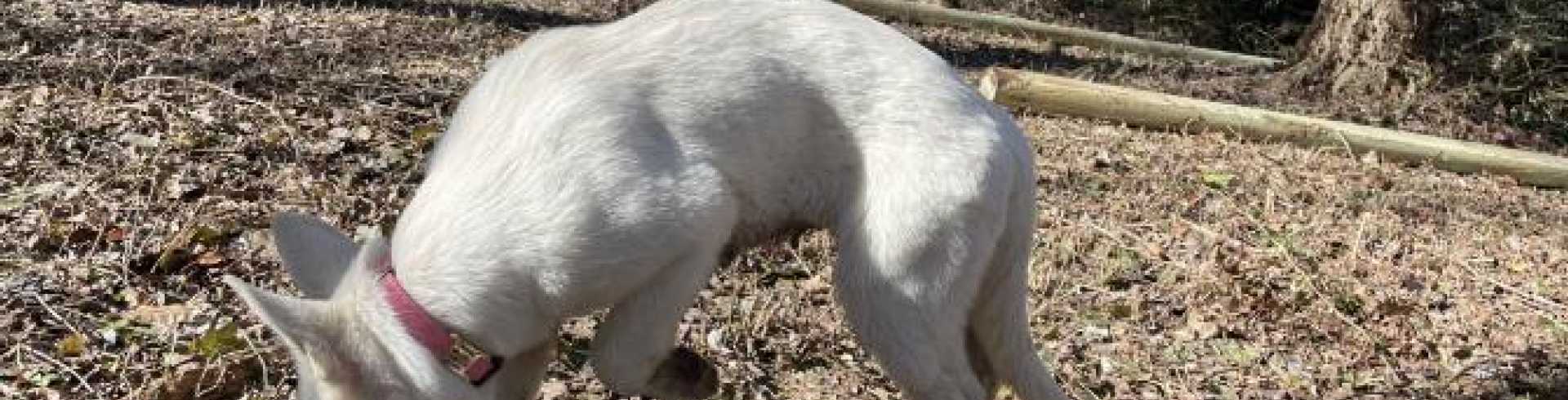 Sunnyside White Swiss Shepherds / Clarksville VA / Helping a hand