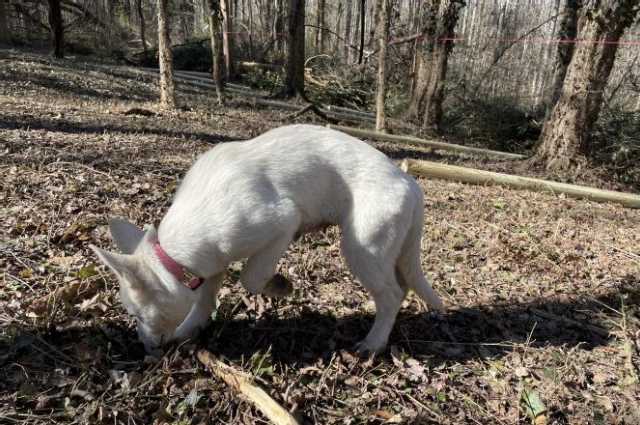 The Sunnyside Sisters Bed and Breakfast / Clarksville VA / Helping a hand