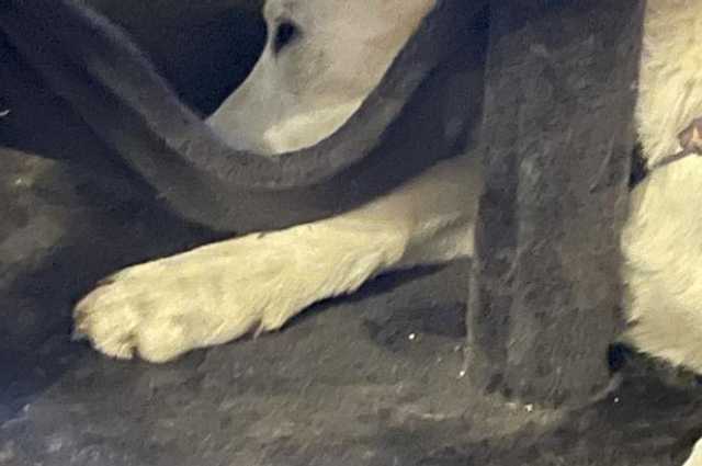 The Sunnyside Sisters Bed and Breakfast / Clarksville VA / What the cat can, i can do too