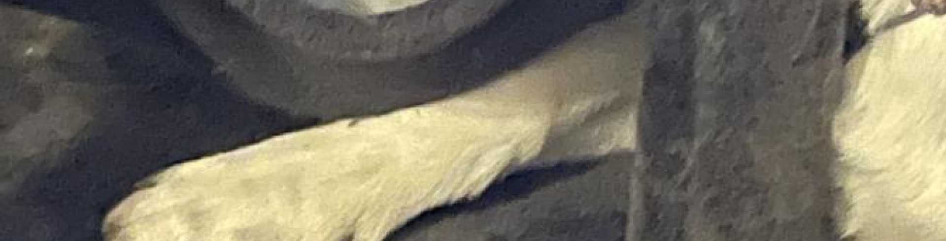 Sunnyside White Swiss Shepherds / Clarksville VA / What the cat can, i can do too