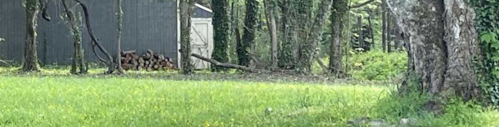 Sunnyside White Swiss Shepherds / Clarksville VA /