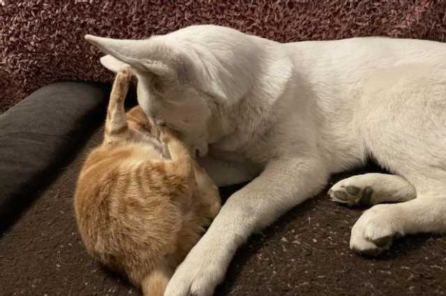 The Sunnyside Sisters Bed and Breakfast / Clarksville VA / Jessie a cat lover???