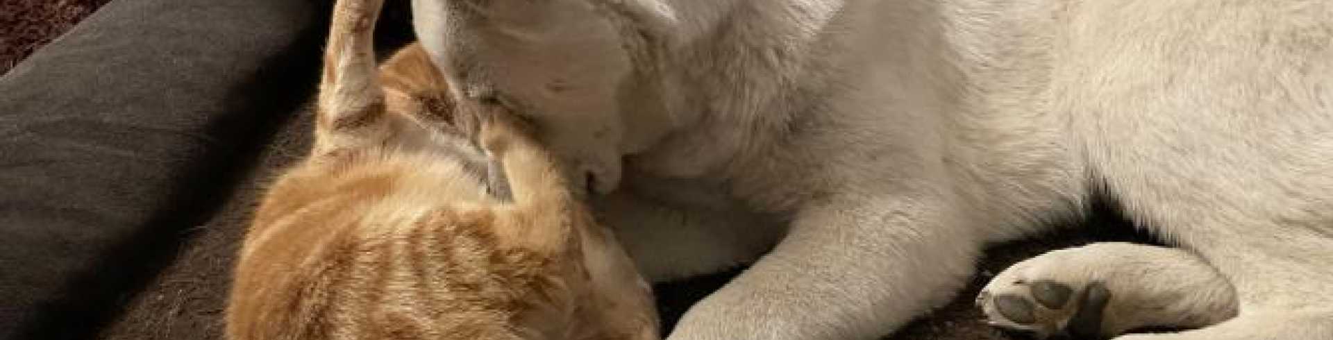 Sunnyside White Swiss Shepherds / Clarksville VA / Jessie a cat lover???