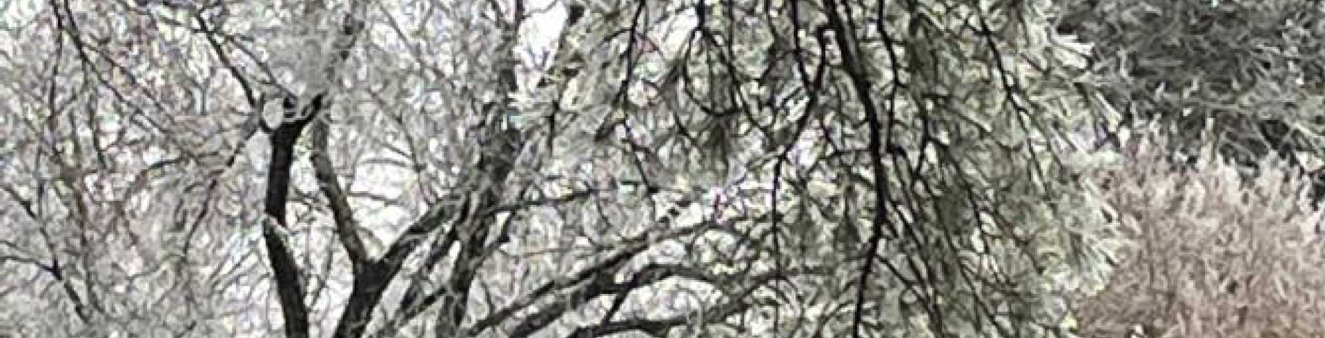 Sunnyside White Swiss Shepherds / Clarksville VA /