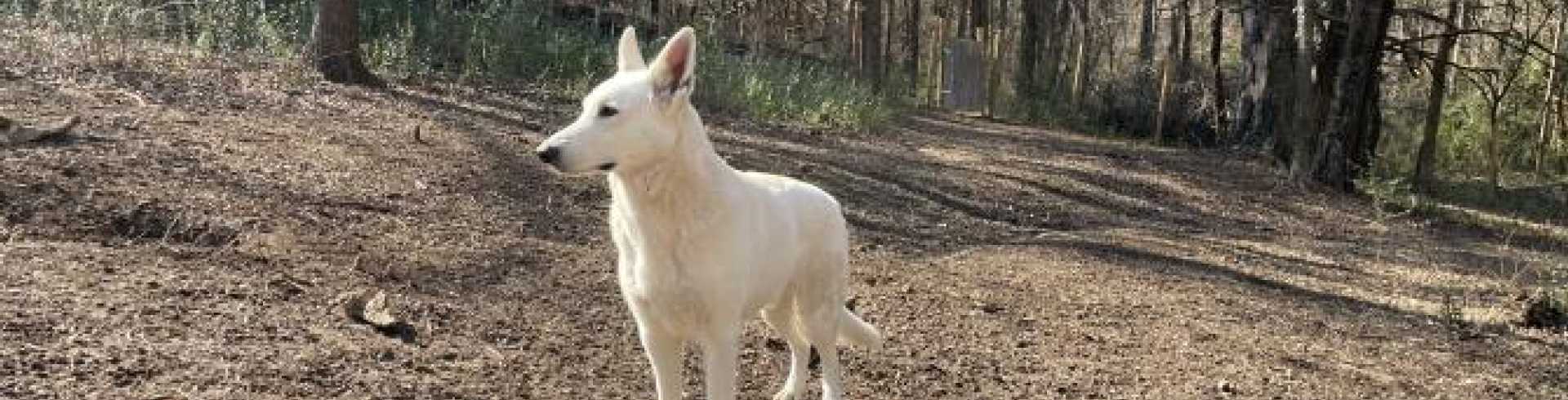 Sunnyside White Swiss Shepherds / Clarksville VA /