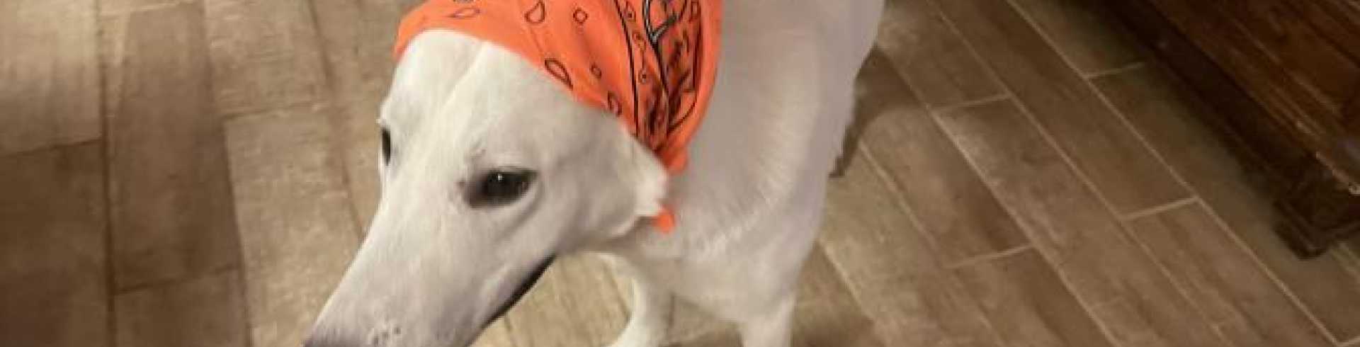 Sunnyside White Swiss Shepherds / Clarksville VA /