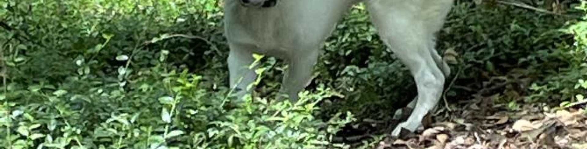 Sunnyside White Swiss Shepherds / Clarksville VA /