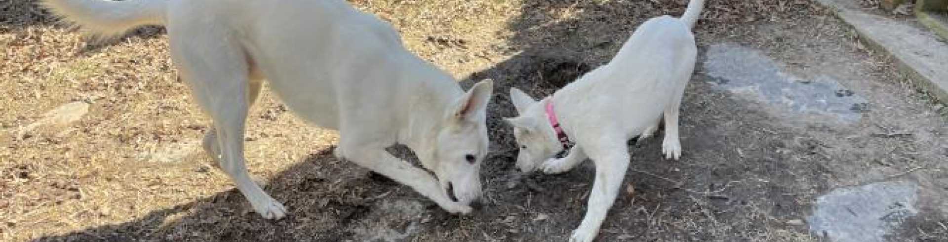 Sunnyside White Swiss Shepherds / Clarksville VA /