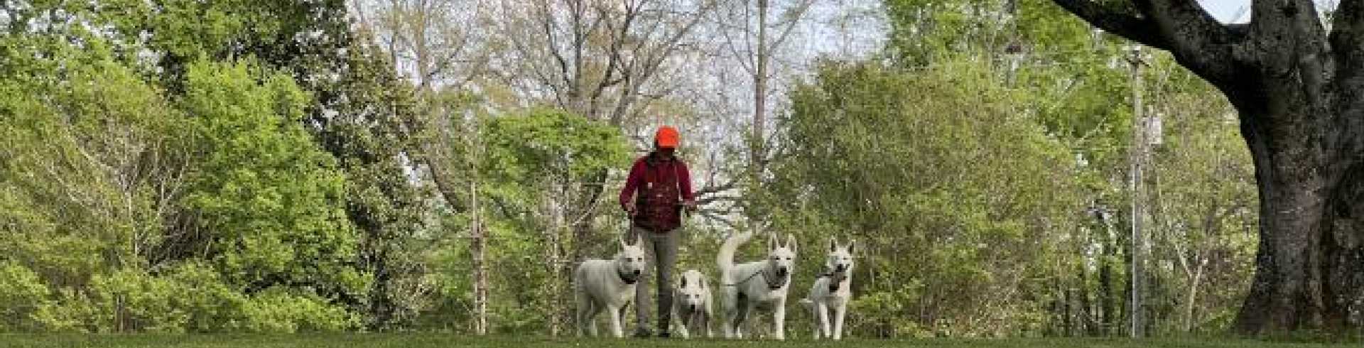 Sunnyside White Swiss Shepherds / Clarksville VA /