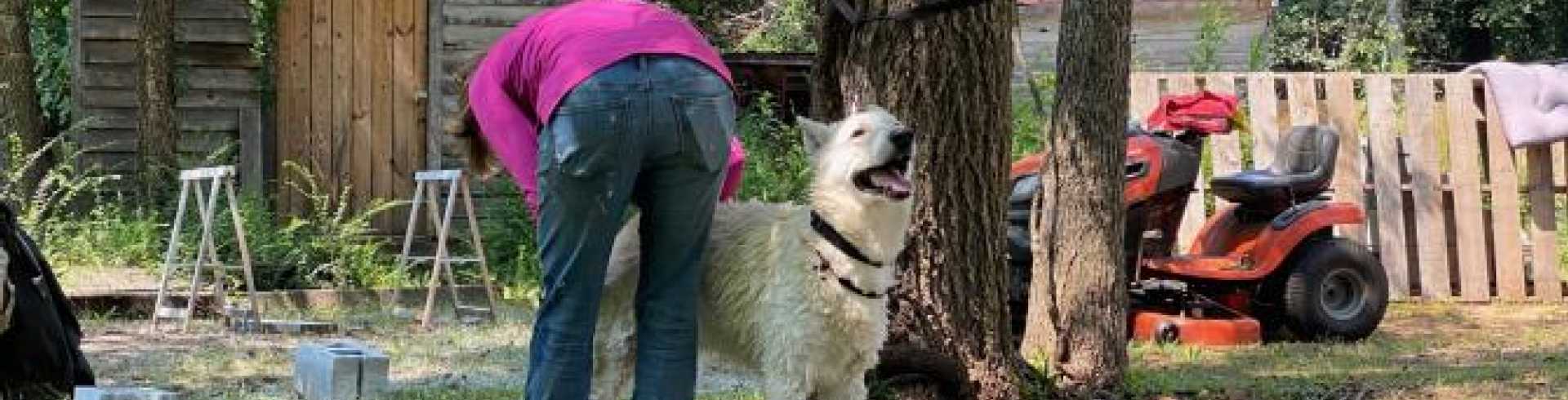 Sunnyside White Swiss Shepherds / Clarksville VA /