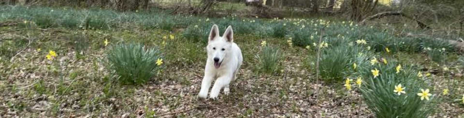 Sunnyside White Swiss Shepherds / Clarksville VA /