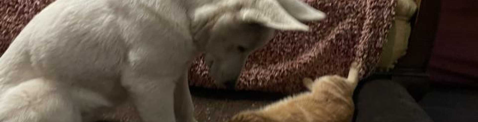 Sunnyside White Swiss Shepherds / Clarksville VA /