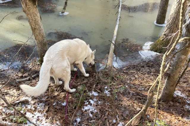 The Sunnyside Sisters Bed and Breakfast / Clarksville VA / Animals of the forest