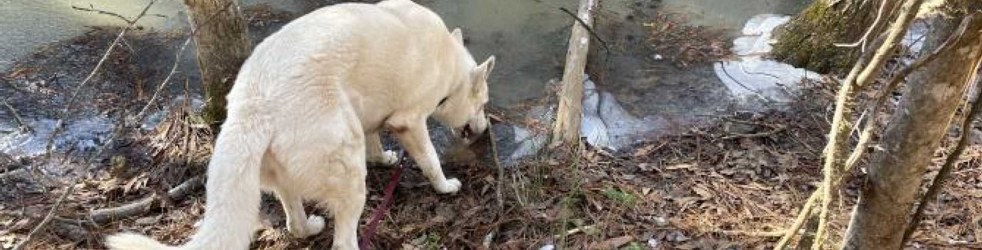 Sunnyside White Swiss Shepherds / Clarksville VA / Animals of the forest